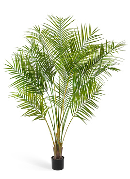 Пальма Арека Новая