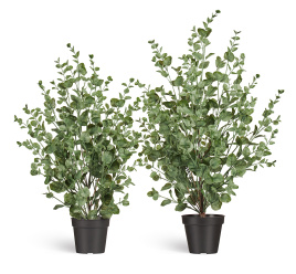 Эвкалипт куст припылённо-зелёный