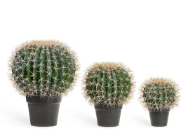 Кактус Баррель