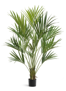 Пальма Кентия (Ховея) де Люкс