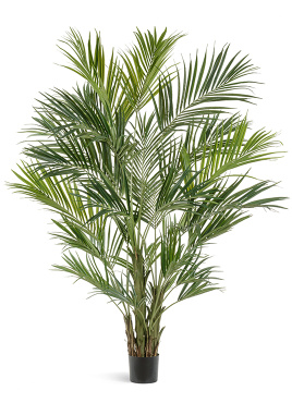 Пальма Кентия (Ховея) де Люкс