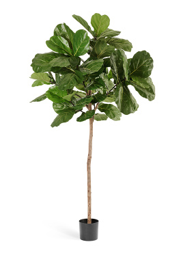 Фикус Лирата Style на штамбе