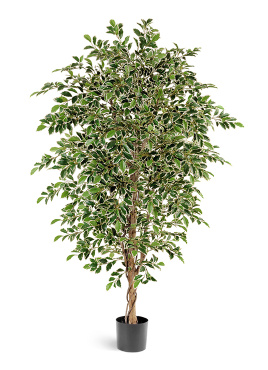 Фикус Фолиа пёстрый