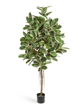 Фикус Эластика пёстрый