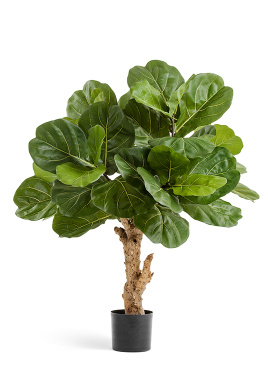 Фикус Лирата Форест 