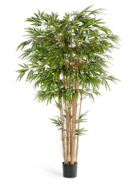 Бамбук натуральный