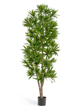 Драцена Рефлекса