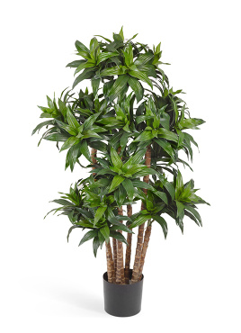 Драцена Компакта