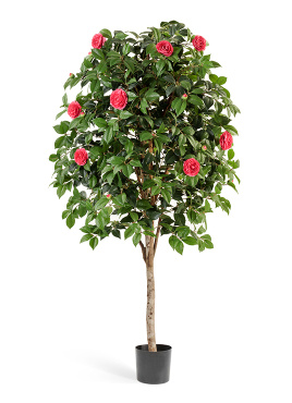 Камелия Вайн тёмно-розовая