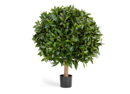 Лавр круглый на низком стволе