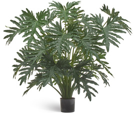 Филодендрон Селло Лардж куст