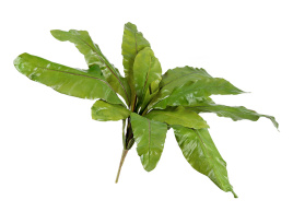 Асплениум Натуральный большой