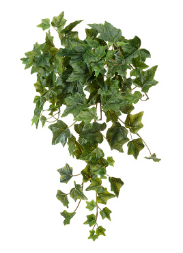 Английский плющ Биг Олд Тэмпл крупнолистный зелёный