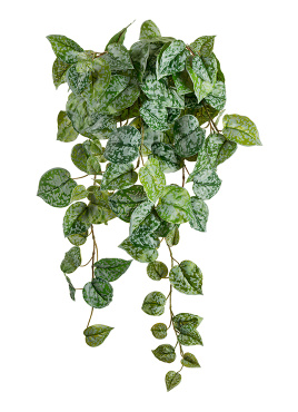 Сциндапсус Пиктус серебристо-зелёный