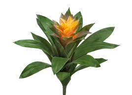 Гусмания Сангвиния жёлтая