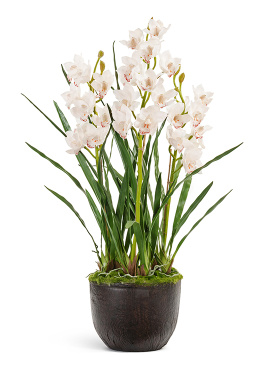 Орхидея Цимбидиум куст белый 3 ветки с имитацией земли (без кашпо)