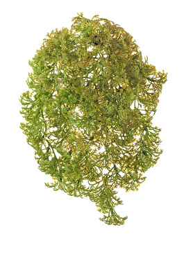 Ватер-грасс (Рясковый мох) куст св.зелёный со св.коричневым