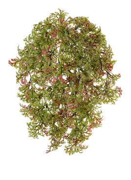 Ватер-грасс (Рясковый мох) куст зелёный с бордо