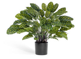 Калатея крупнолистная в горшке