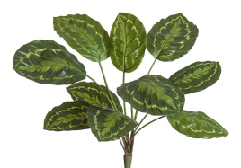 Калатея Розеопикта зелёная куст