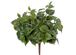 Тини Филодендрон