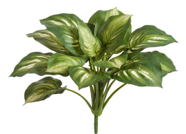 Хоста бело-зелёная большая