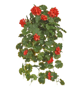 Герань ампельная красная (UV-фильтр)