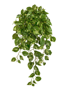 Потос Элегант ампельный большой новый