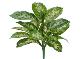 Диффенбахия бело-зелёная куст