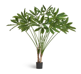 Филодендрон Гоэлди куст большой