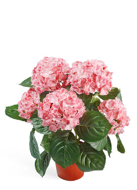Гортензия куст розовый в горшке