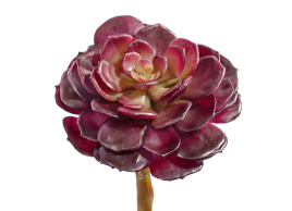 Суккулент Эхеверия бордо розетка