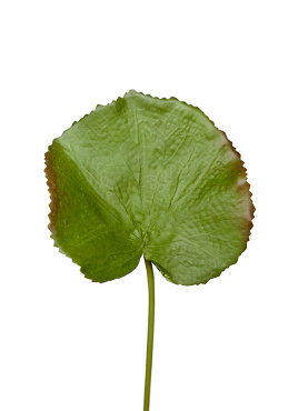 Лист галакса малый в-37 см д-8х10 см