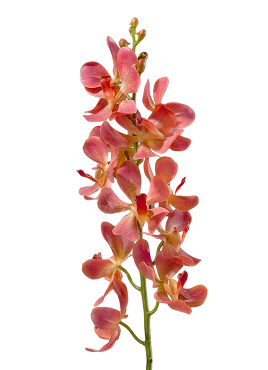 Орхидея Дендробиум кораллово-розовая