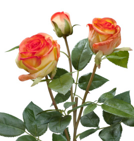 Роза Флорибунда Мидл ветвь золотисто-оранж