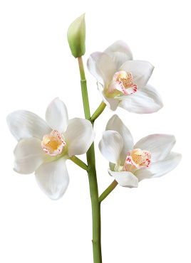 Орхидея Цимбидиум ветвь белая малая