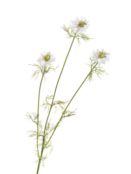 Нигелла белая