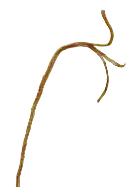 Ветка Салекса тонкая зелёно-коричневая