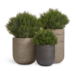Сет № 26 - Композиция с шаровидными Туями Брабант в кашпо Treez Ergo Hard Rock