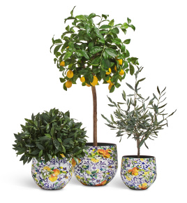 Сет № 52 - Композиция с Лимонным деревом и Оливой (Prime) в кашпо Treez Effectory Savage Garden