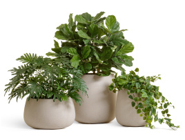 Сет № 138 - Композиция с фикусом лирата в кашпо Treez Effectory Gloss