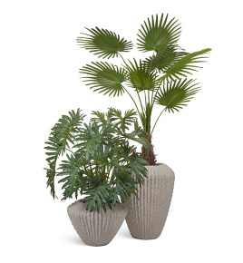 Сет № 156 - Композиция с Вашингтонией Прайм и Филодендроном в кашпо Treez Effectory Moho