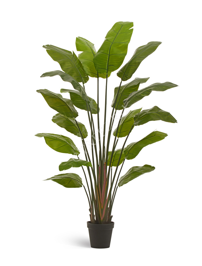 Стрелиция Traveller (Sensitive Botanic) фото