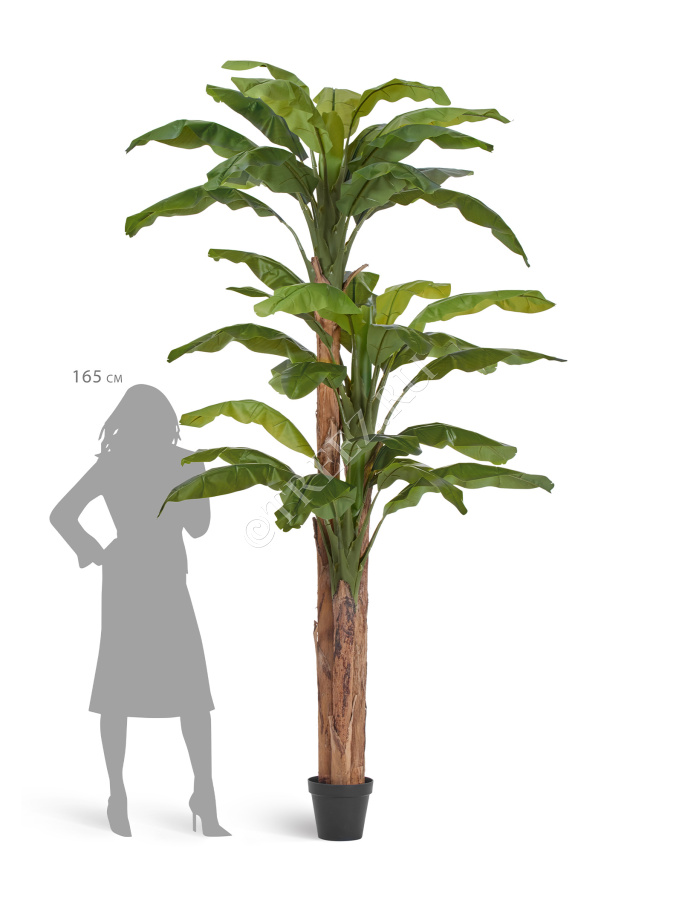 Банановое дерево  фото