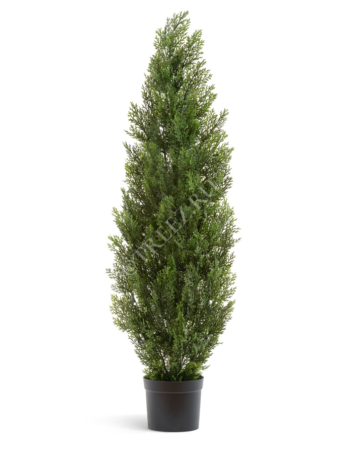 Туя Эйр Элеганс уличная фото