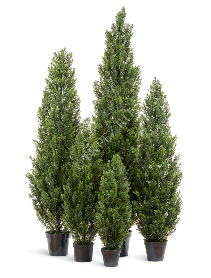 Туя Эйр Элеганс уличная фото