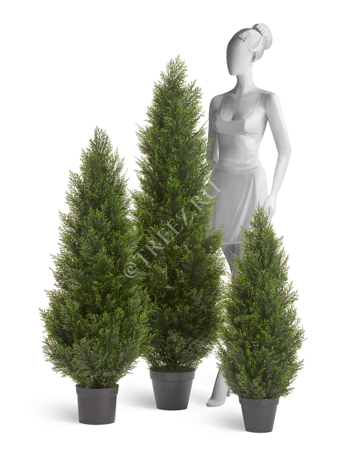 Туя Брабант пушистая уличная фото