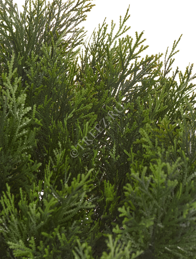 Туя Брабант пушистая шаровидная уличная фото