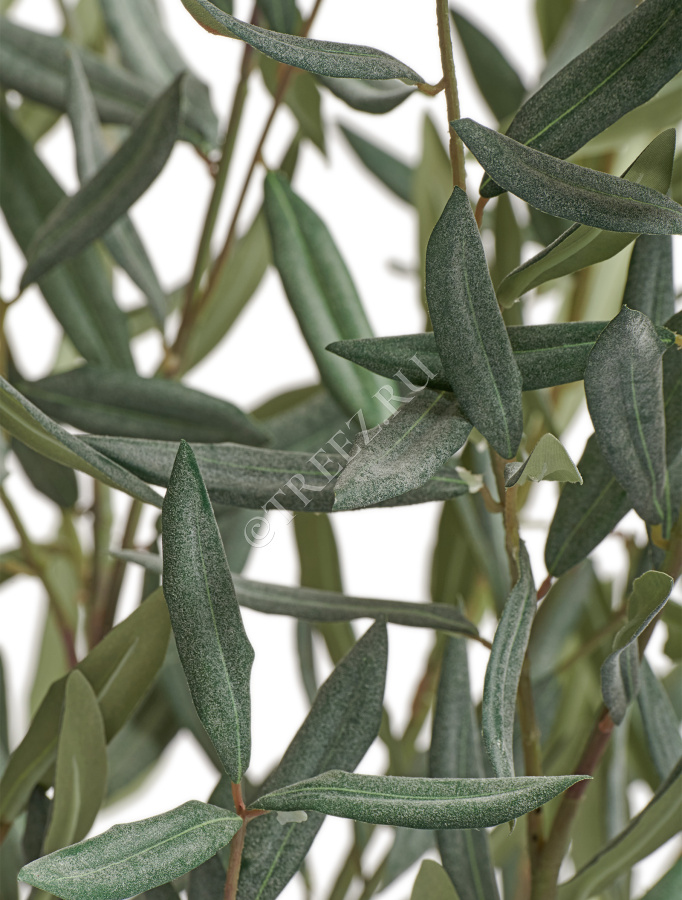 Олива Топиари Нэйчерел (серия Prime) фото