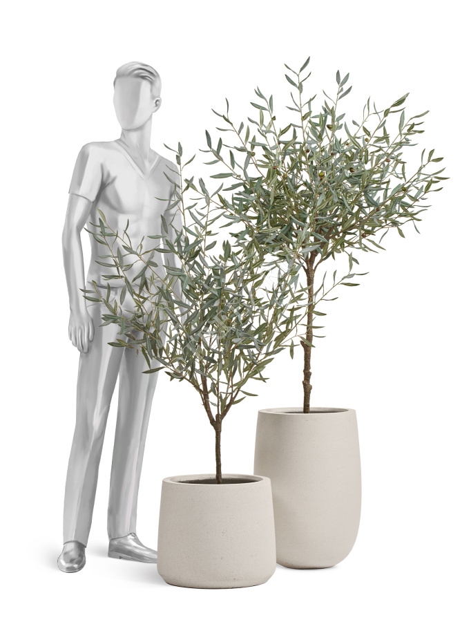 Олива Топиари Нэйчерел (серия Prime) фото